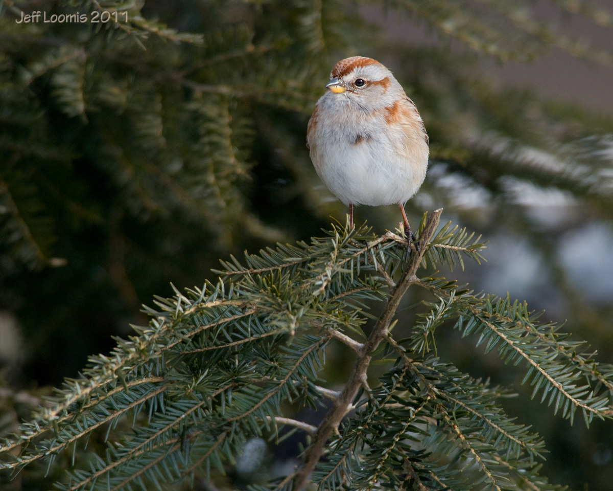 American Tree Sparrow