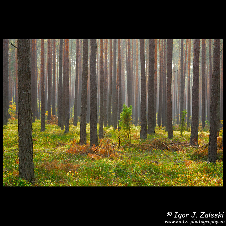 Kampinos National Park