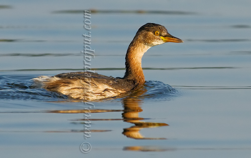Dabchick