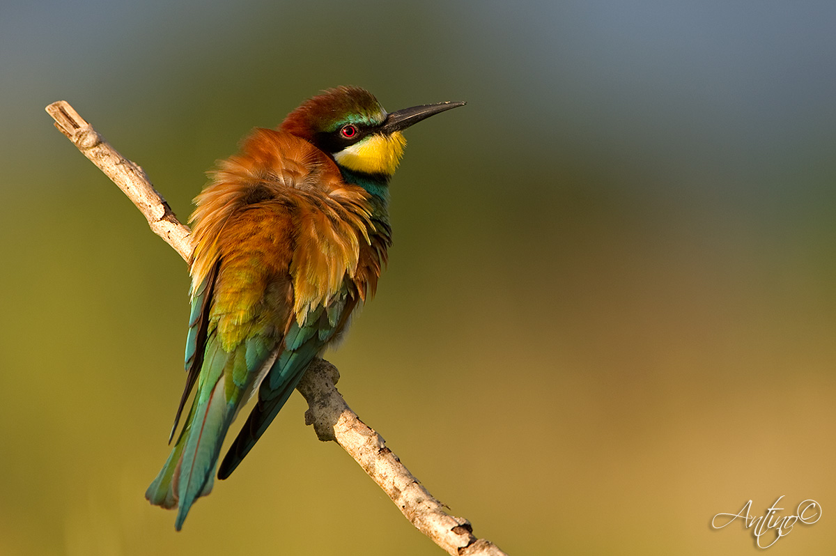 European Bee-eater