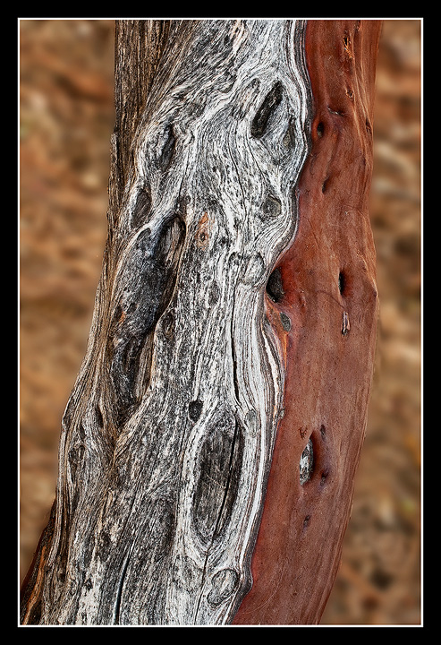 Manzanita 