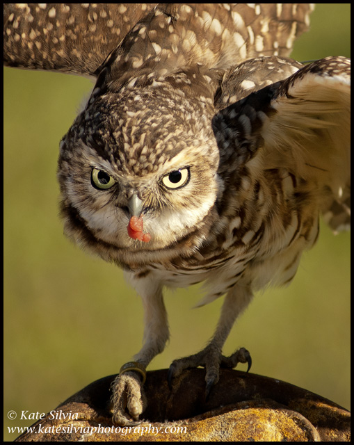 Burrowing Owl