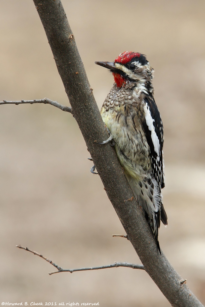 Yellow-bellied Sapsucker