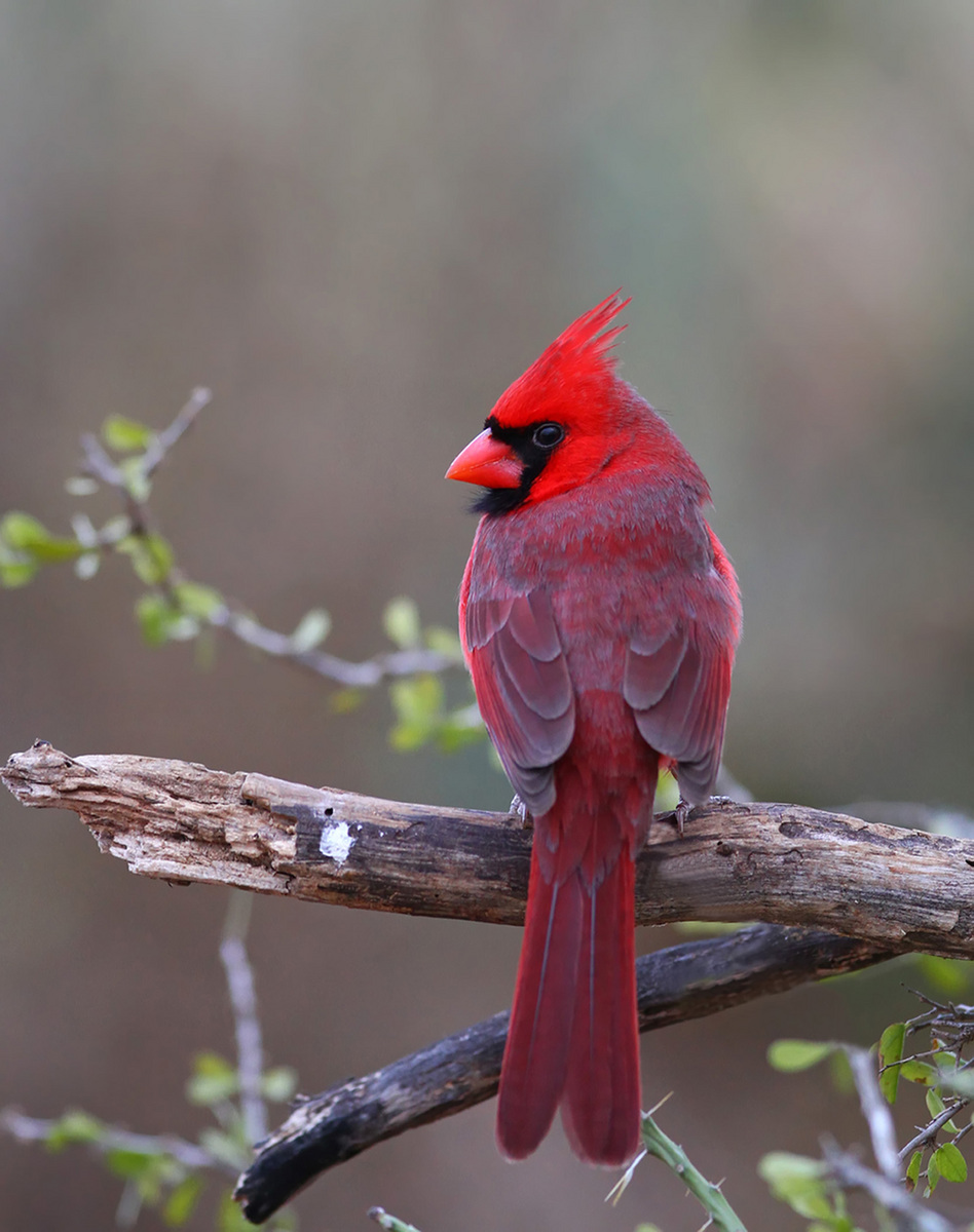 Northern Cardinal 