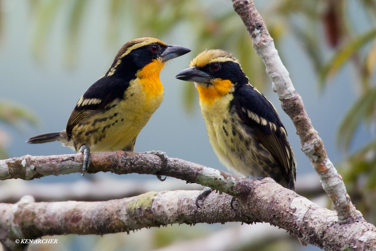 Gilded Barbet Pair