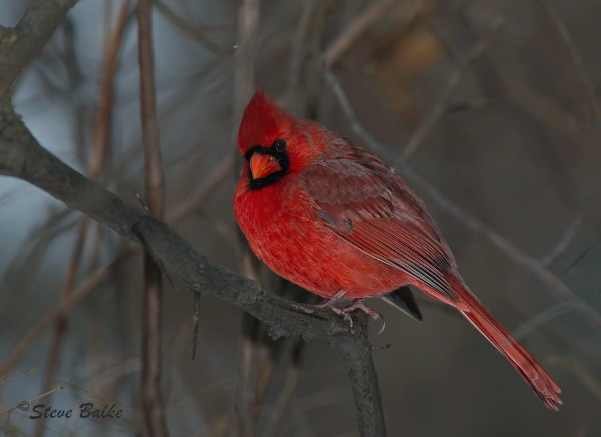 Cardinal and Snowflake