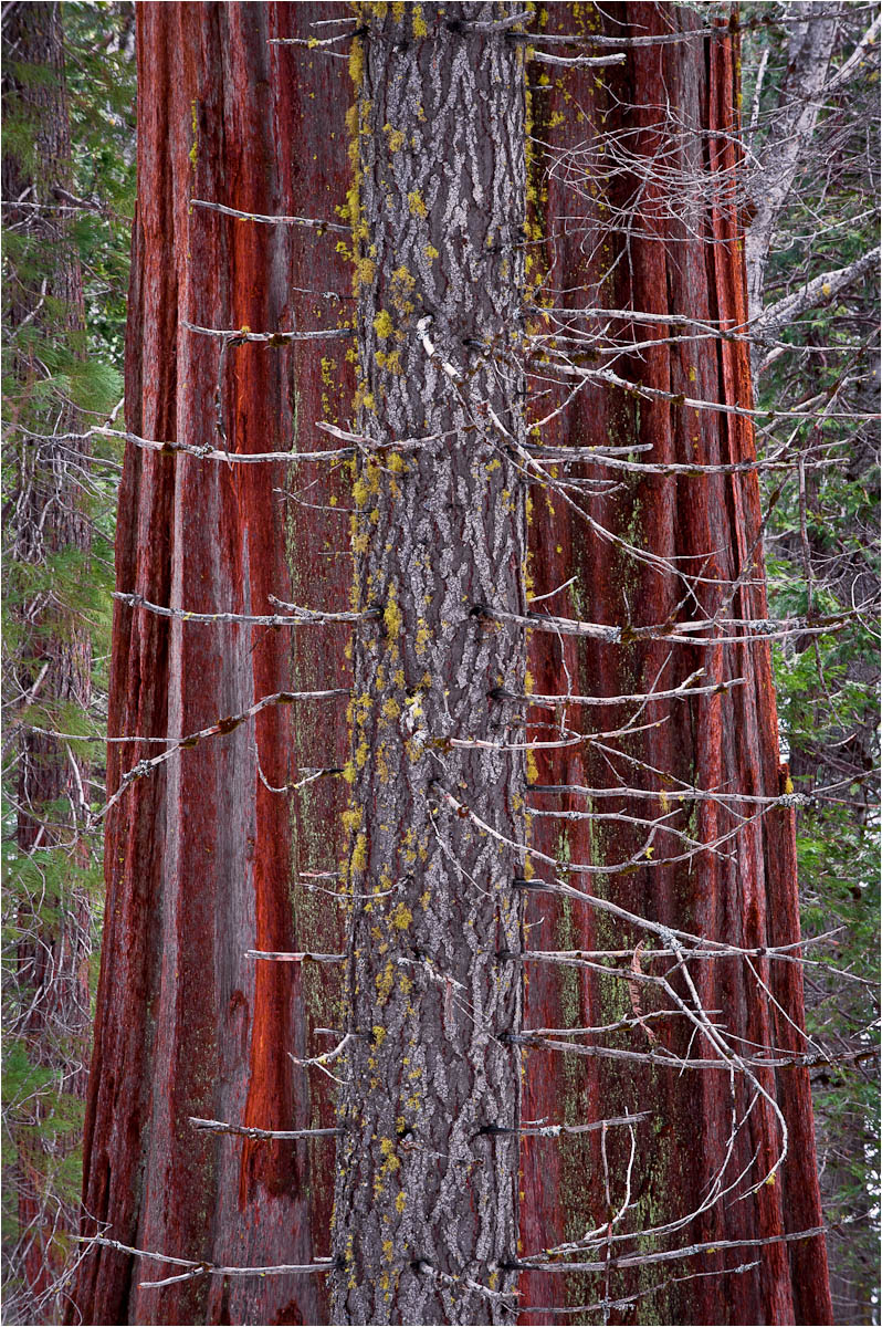 Merced Grove