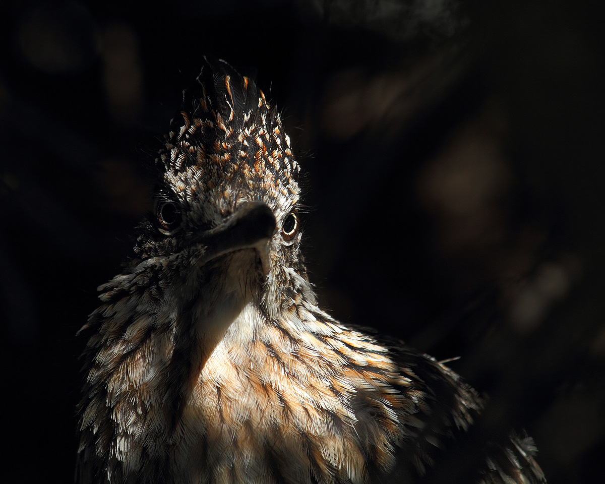 WC 468 - Roadrunner 2