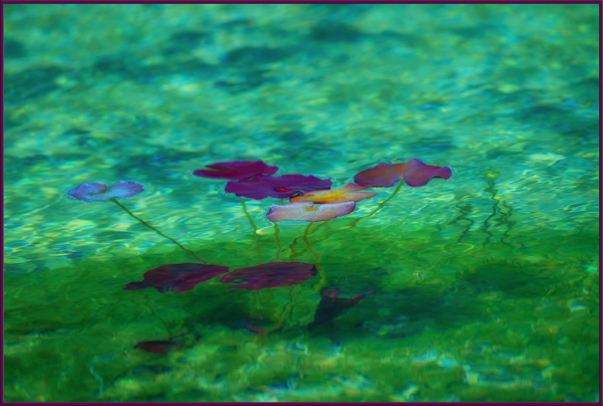 Monet's Pond