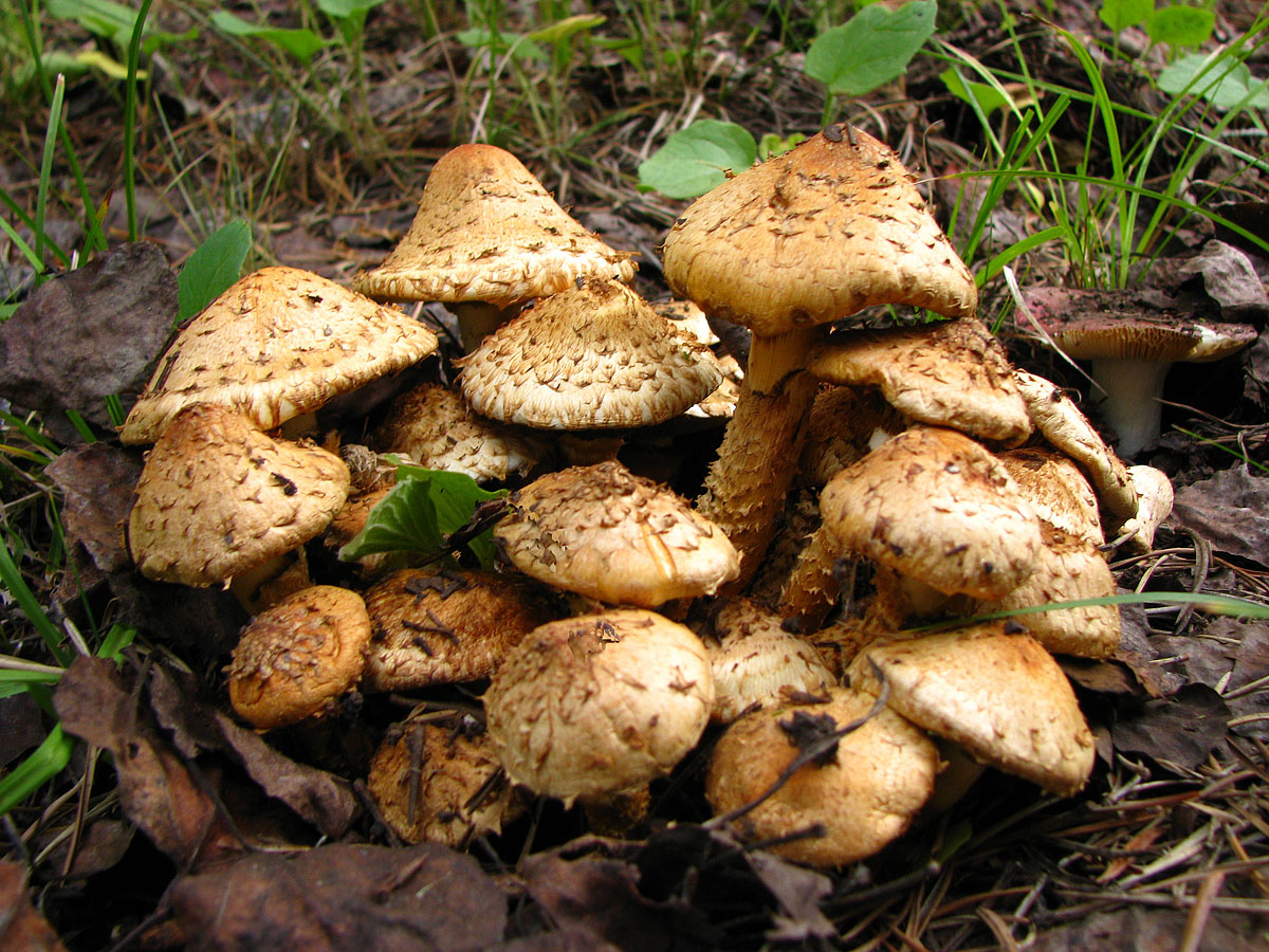 Mushrooms