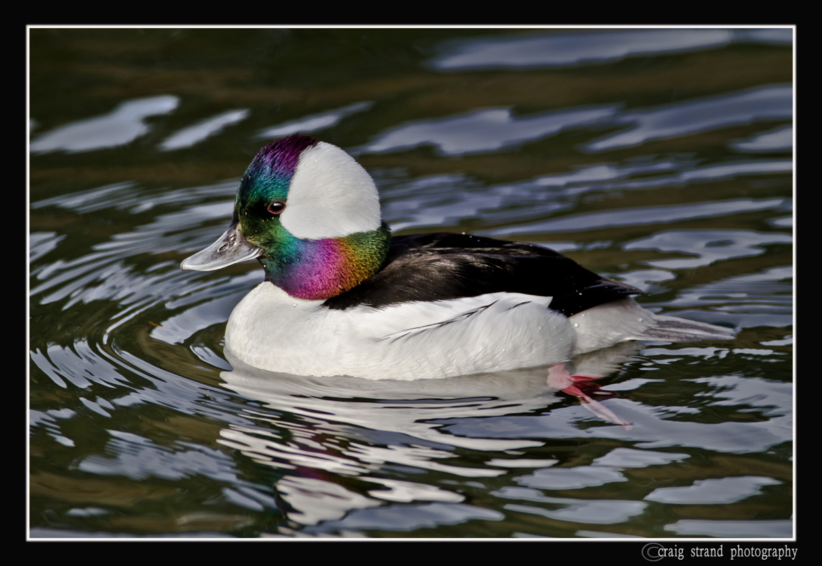 Bufflehead