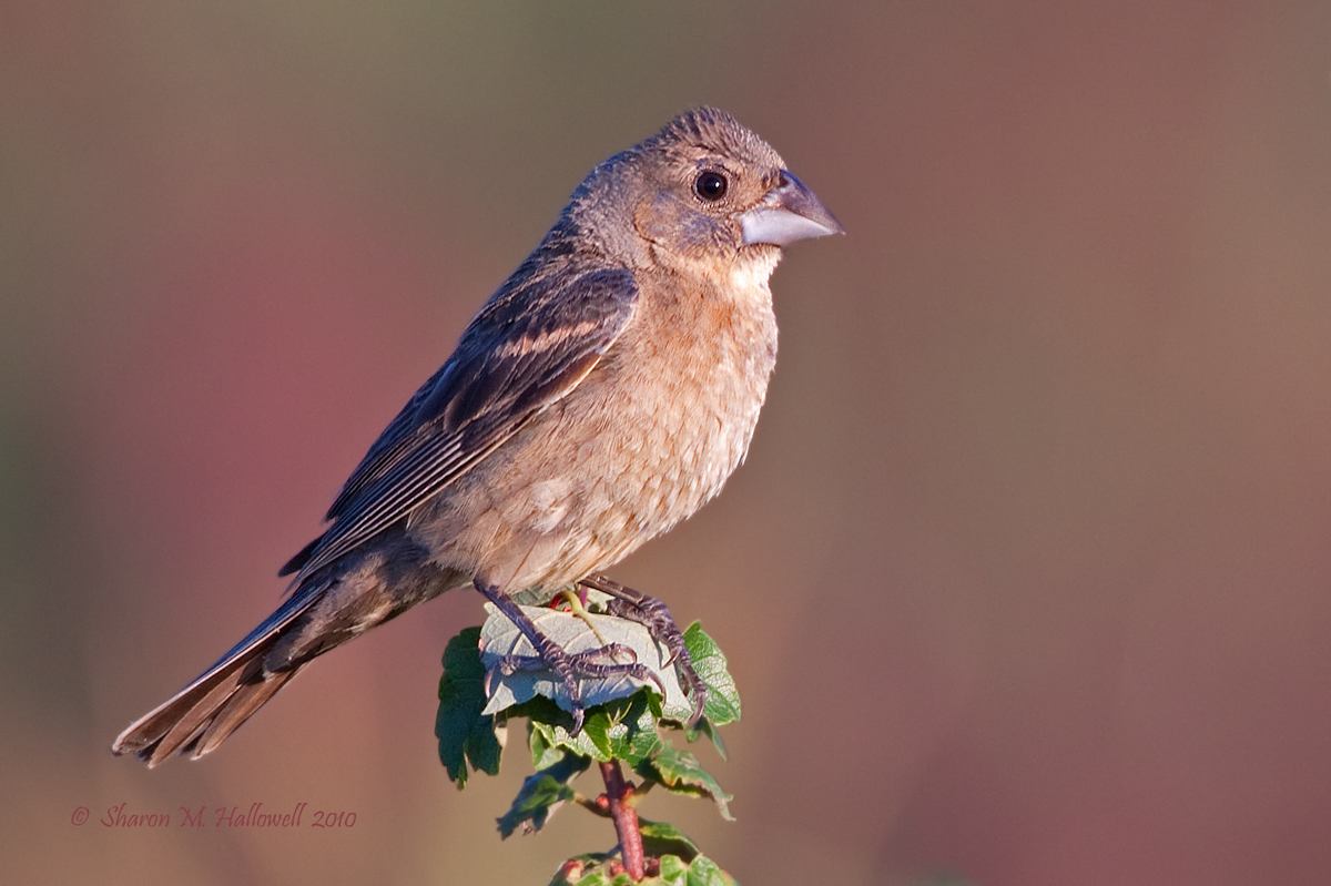 Blue Grosbeak F