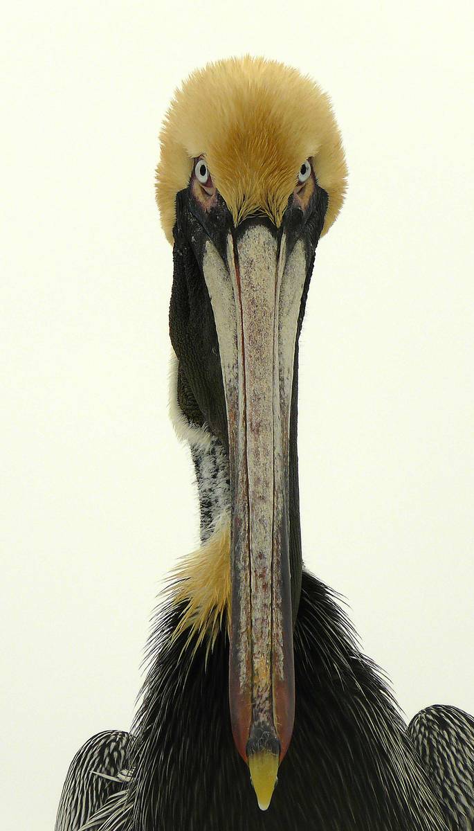 Pelican eyes