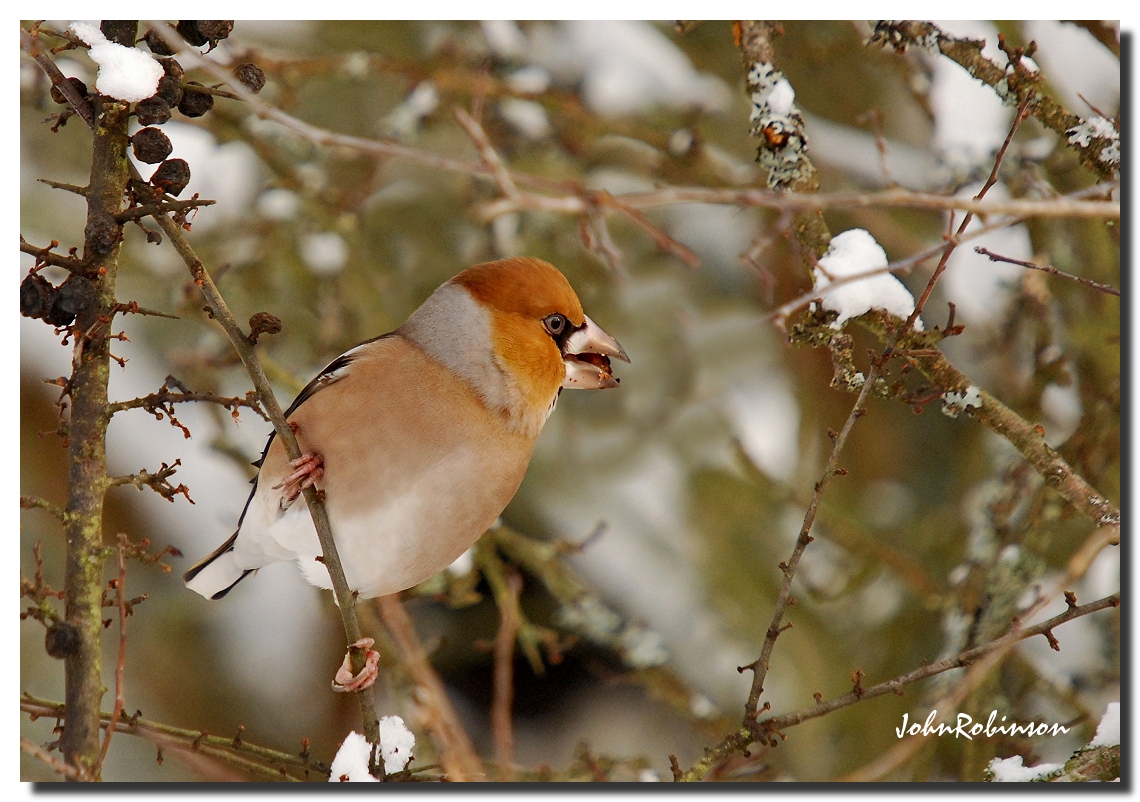 Hawfinch