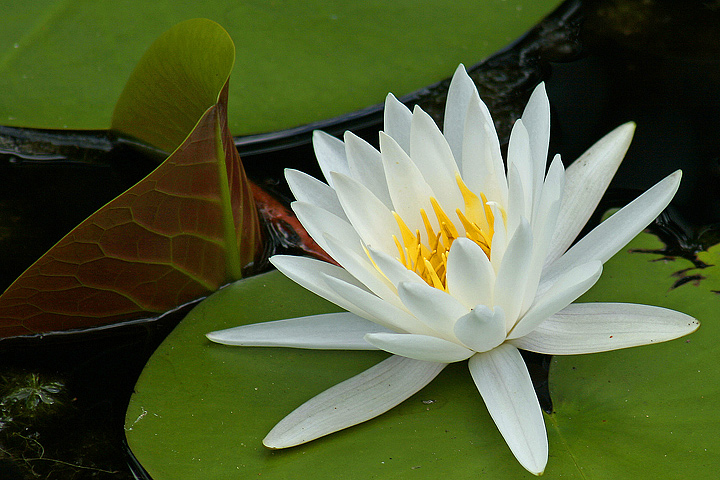 Water Lily 