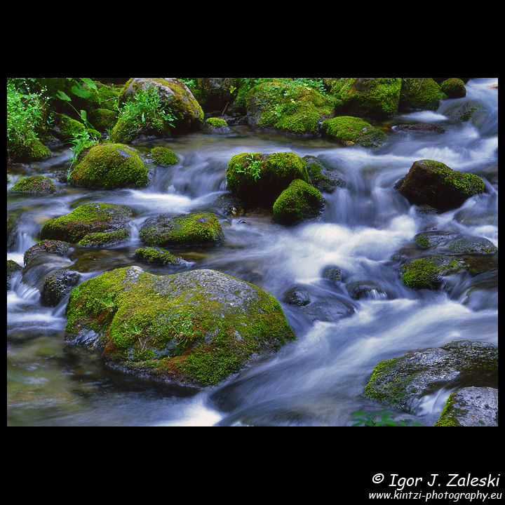 The Stream