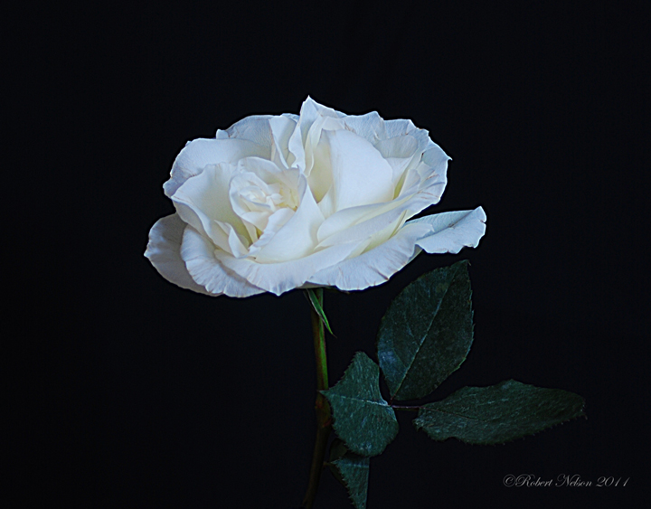 White Rose 1