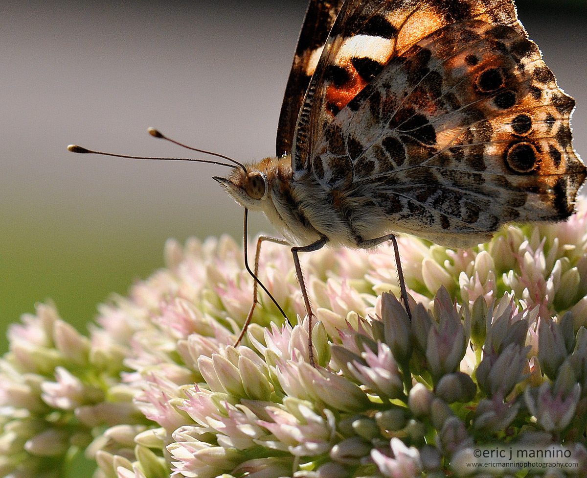 Butterfly on Sedum