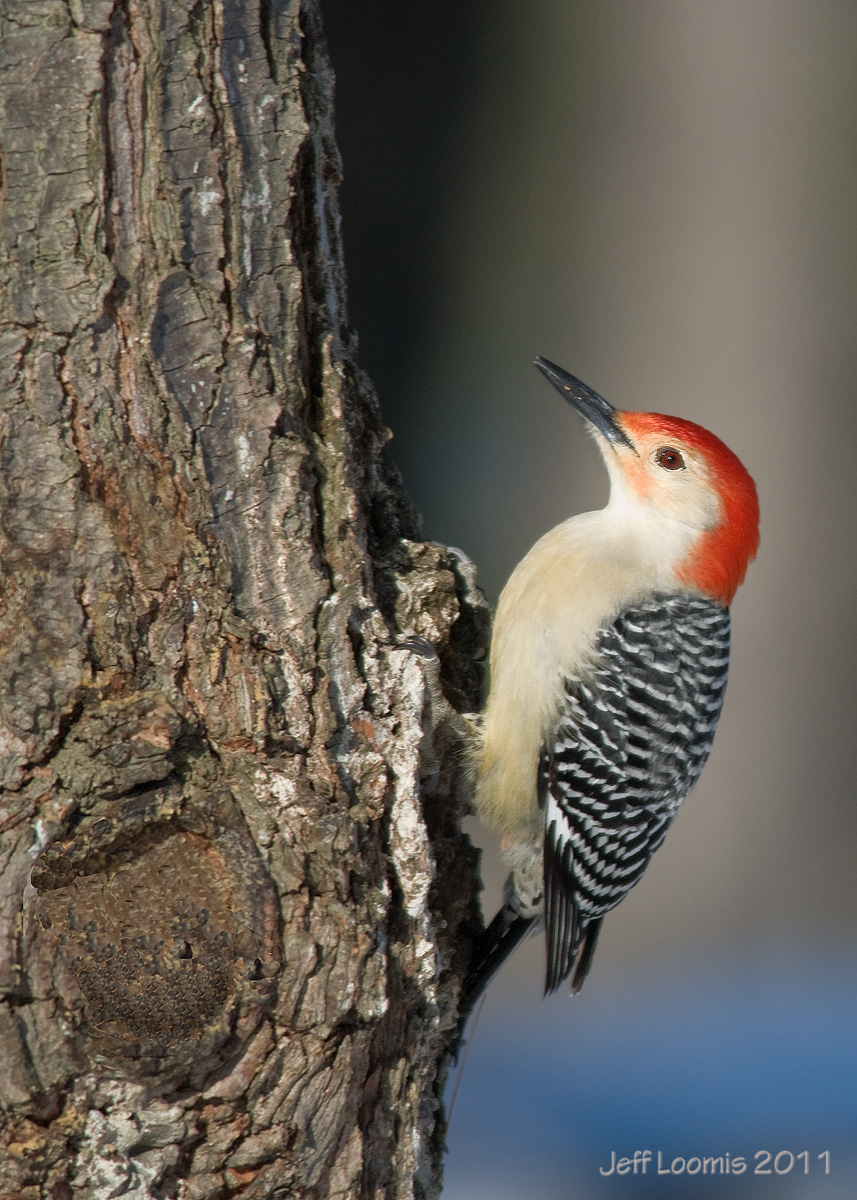 Red-bellied WP