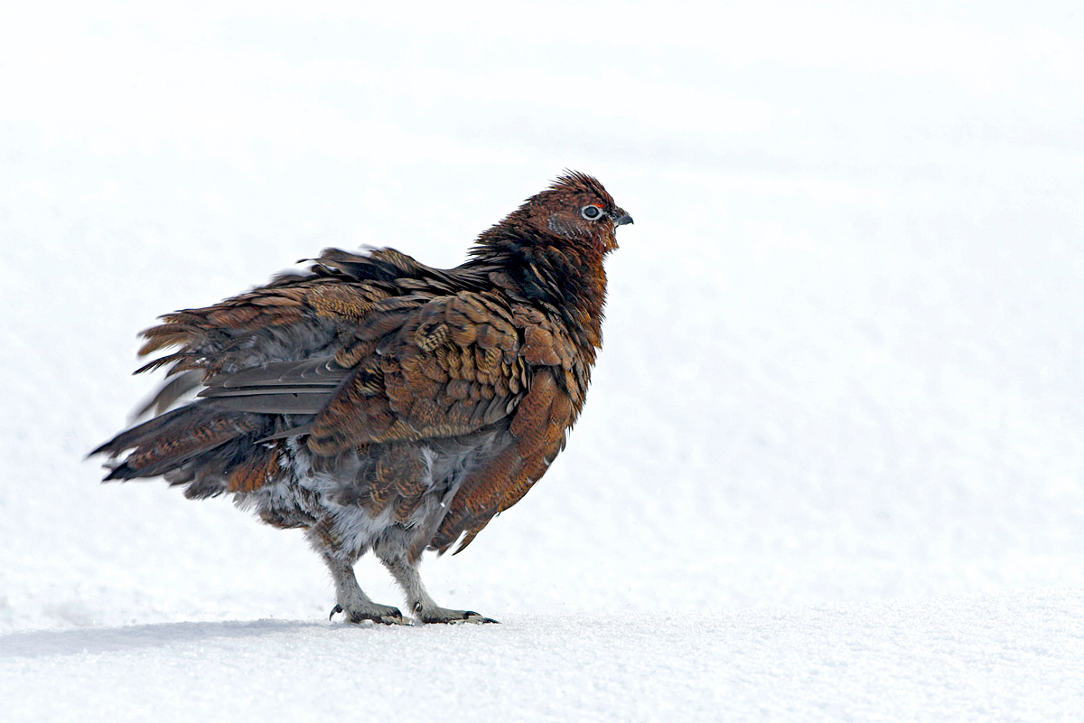Red Grouse in snow.
