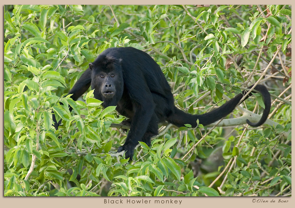 Black Howler