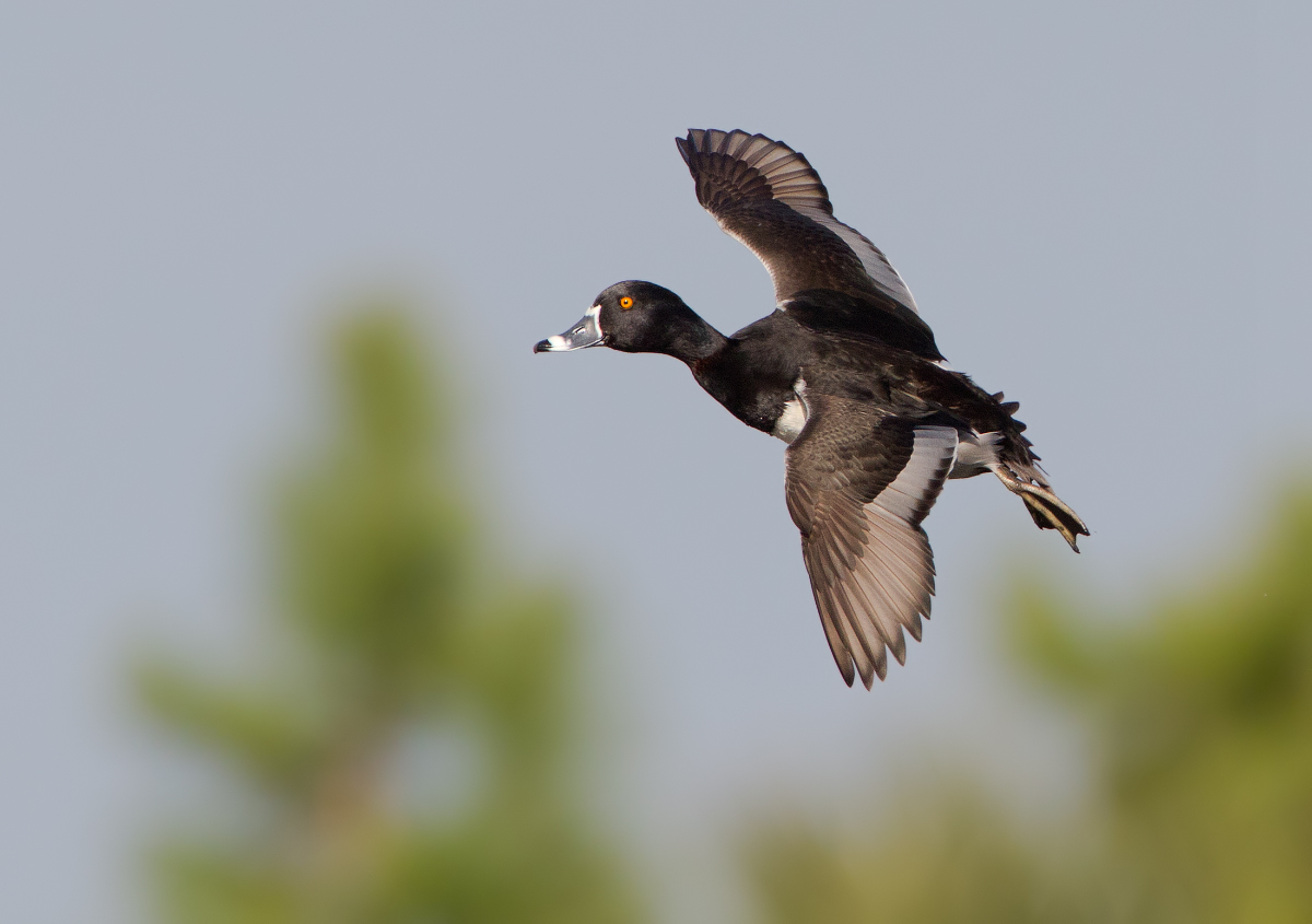 Ring-necked duck 