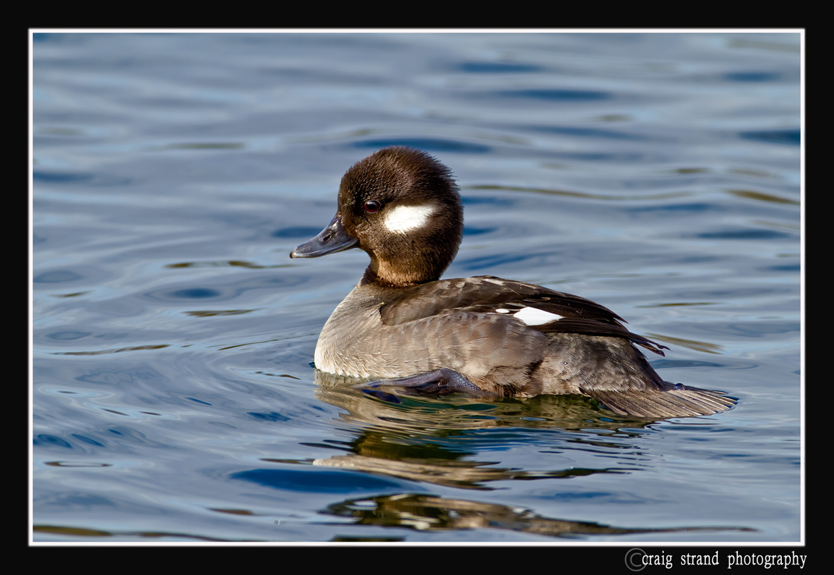 Bufflehead hen