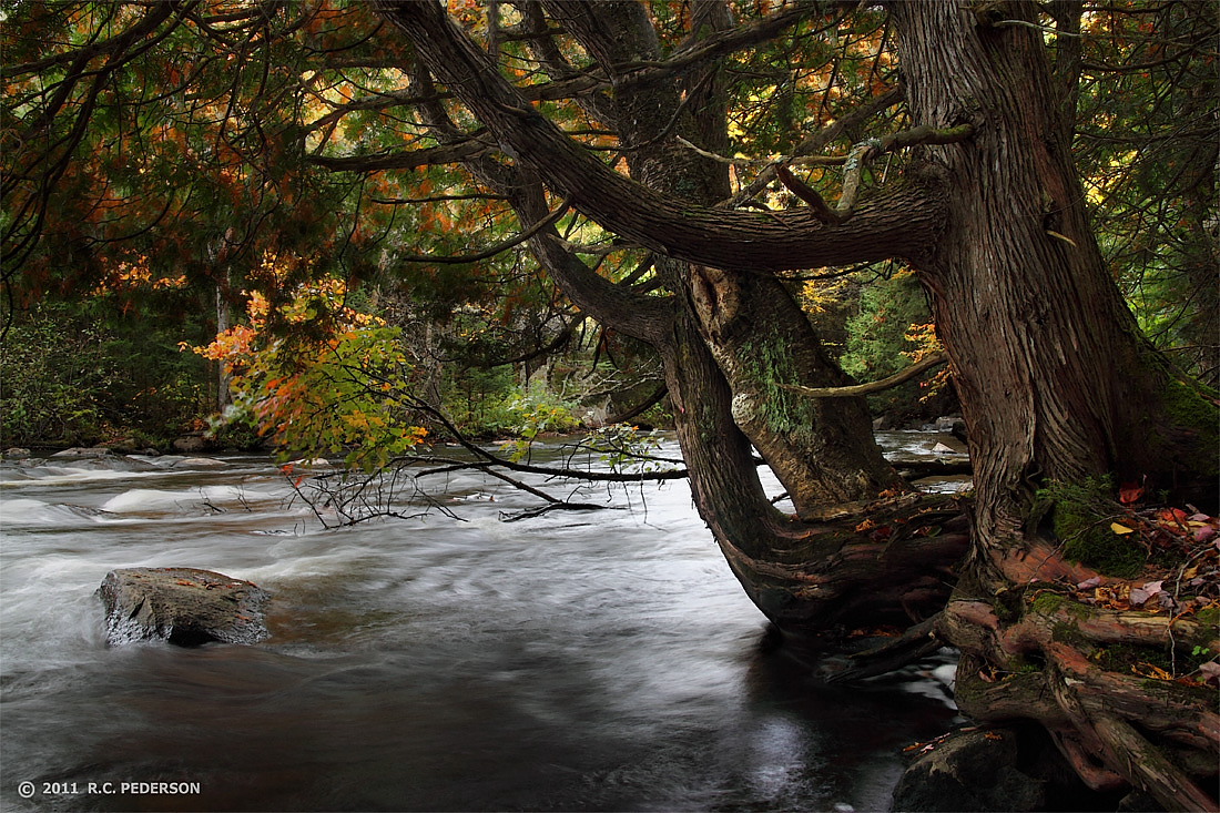 River Cedar