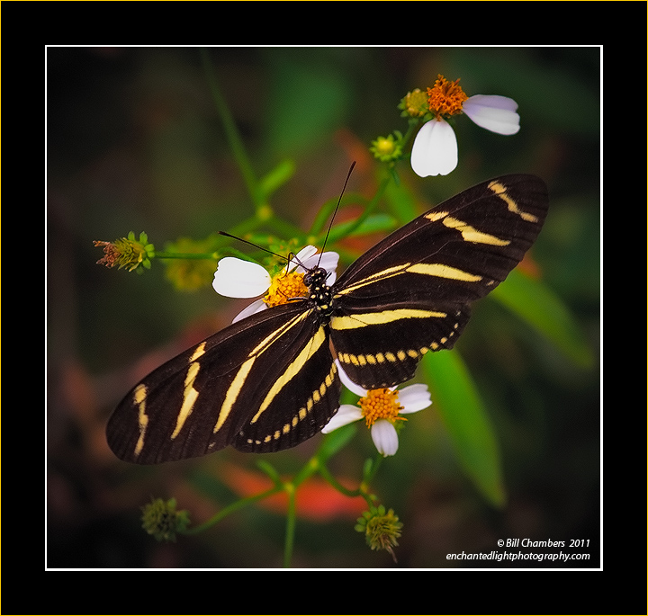 Zebra Longwing (I think)