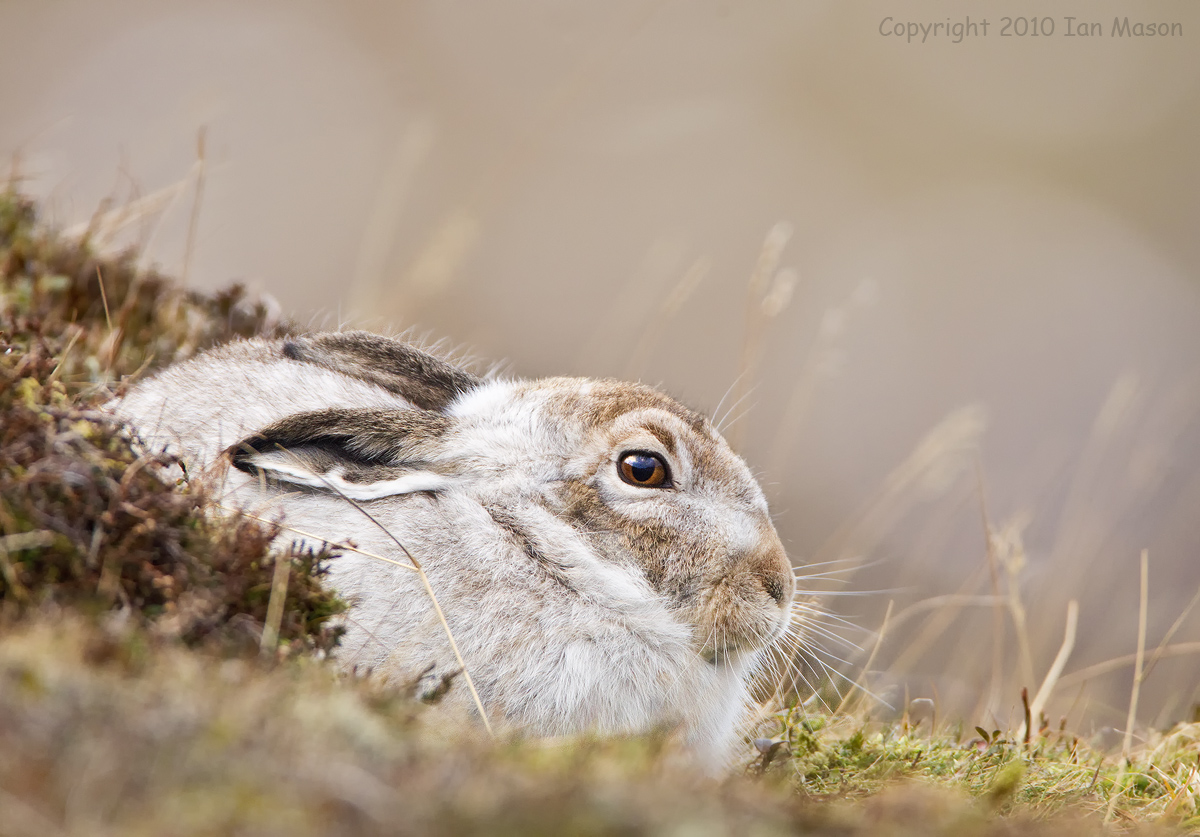 Mountain Hare