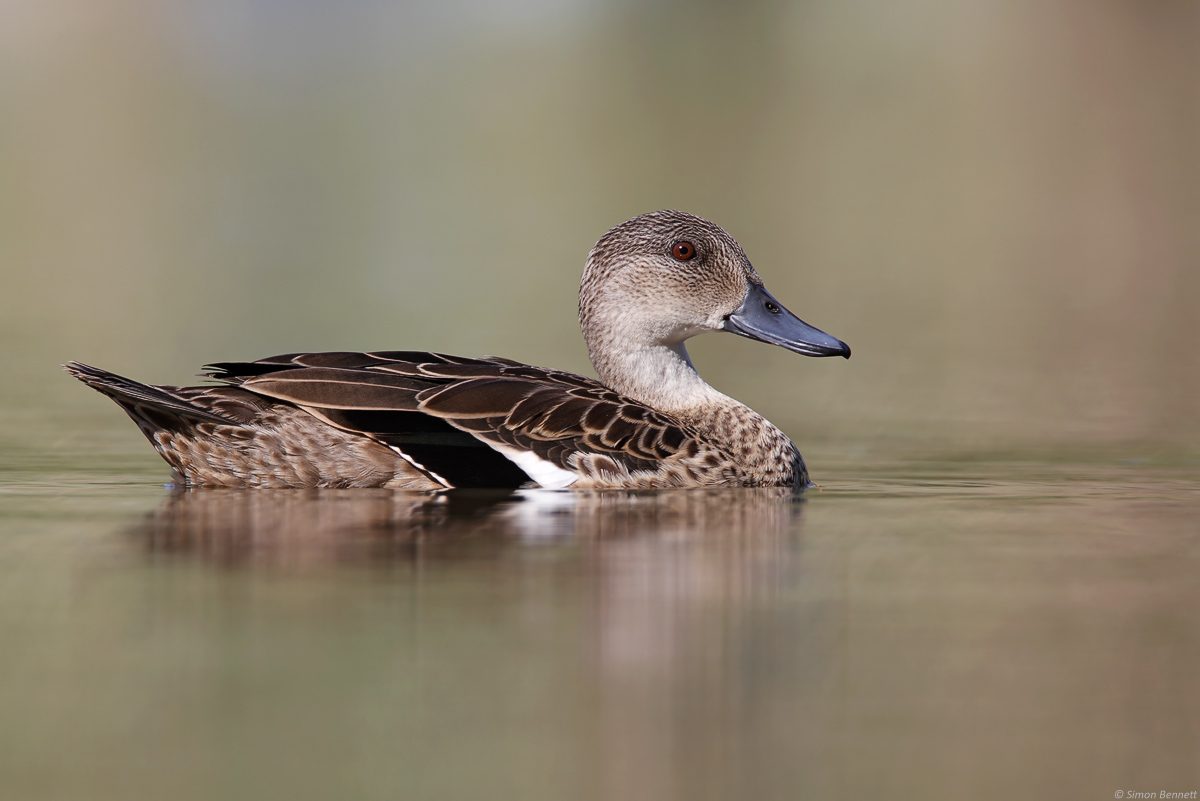 Grey Teal