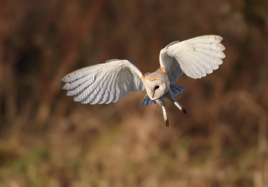Another Barn Owl