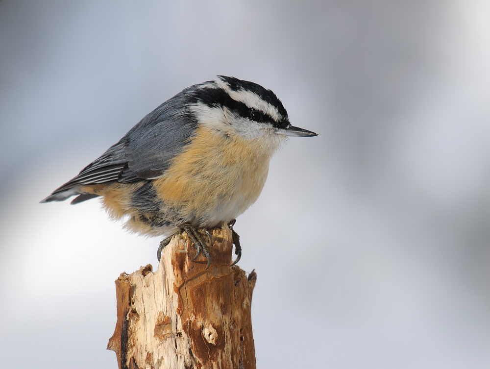 Quebec Nuthatch