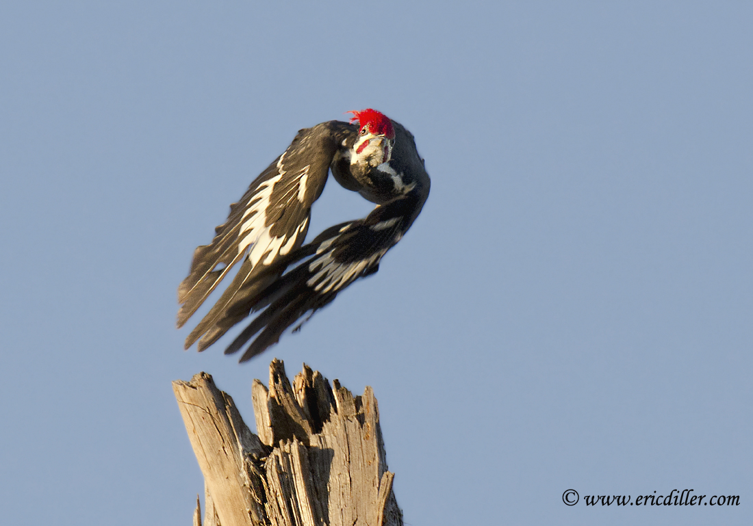 Pileated Woodpecker