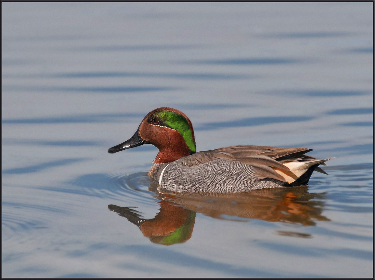 Green-Wing Teal