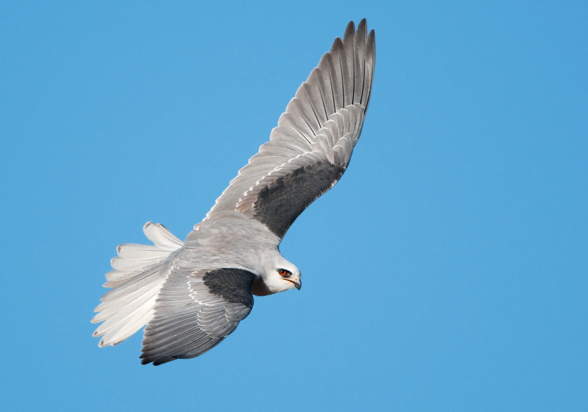 White Tail Kite