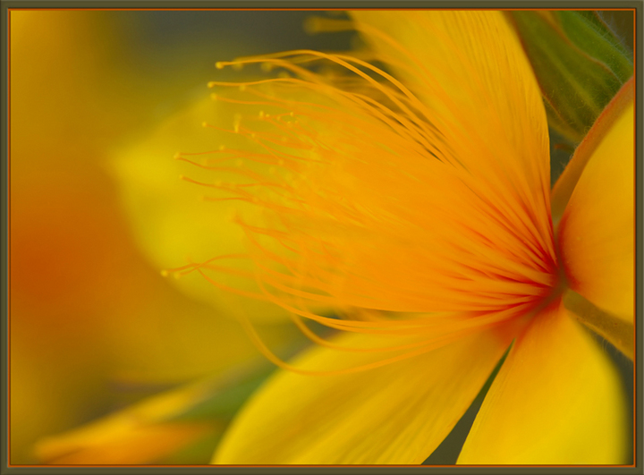 Hypericum Fantasy