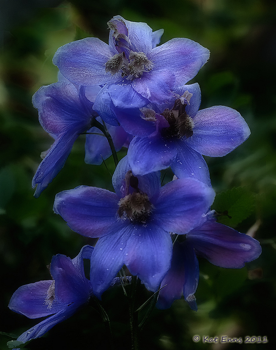 Delphinium midnight