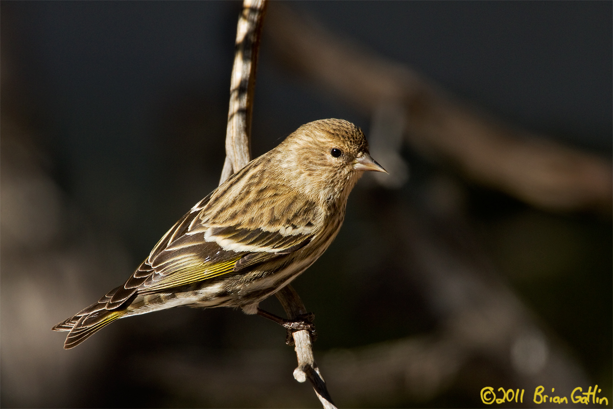 Pine Siskin
