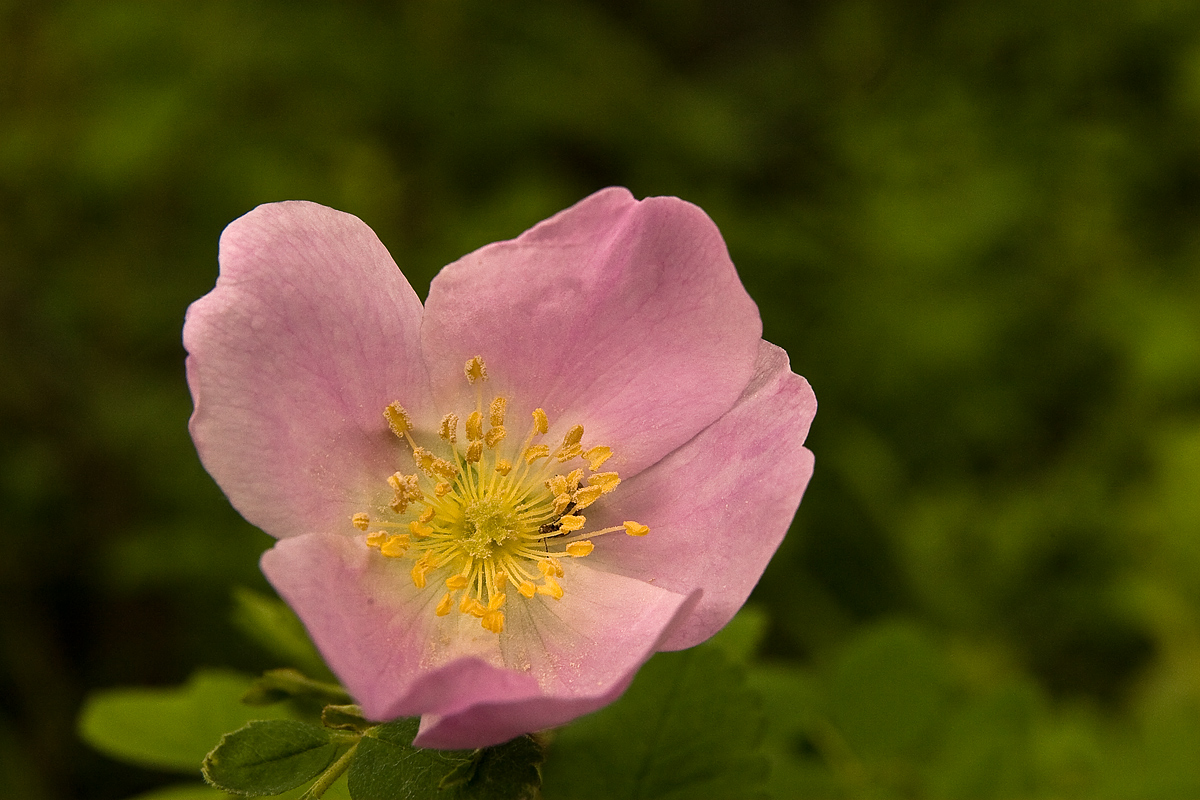 Wild Rose