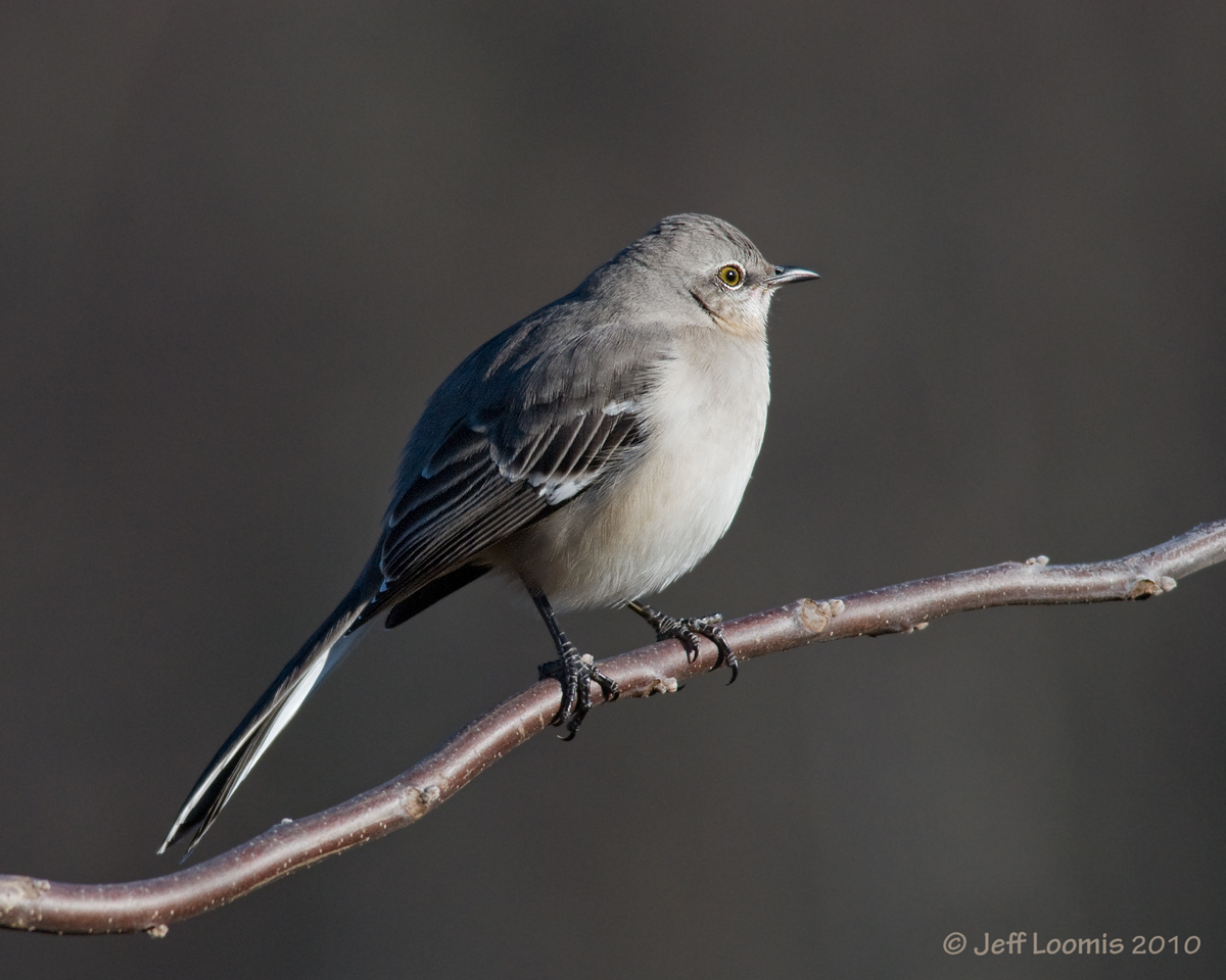 Northern Mockingbird