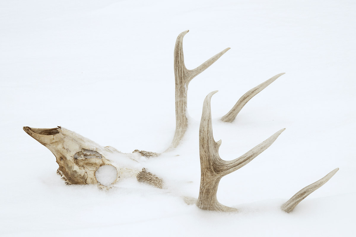 mule deer skull in snow