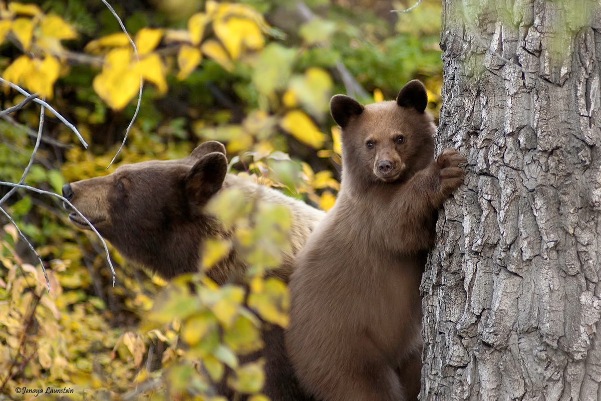 Little Bear