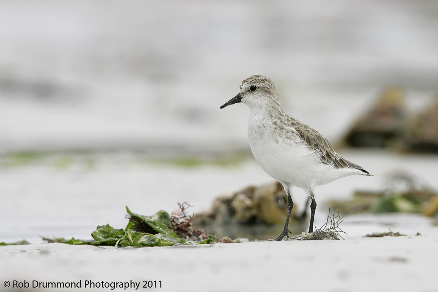 Red-necked Stint