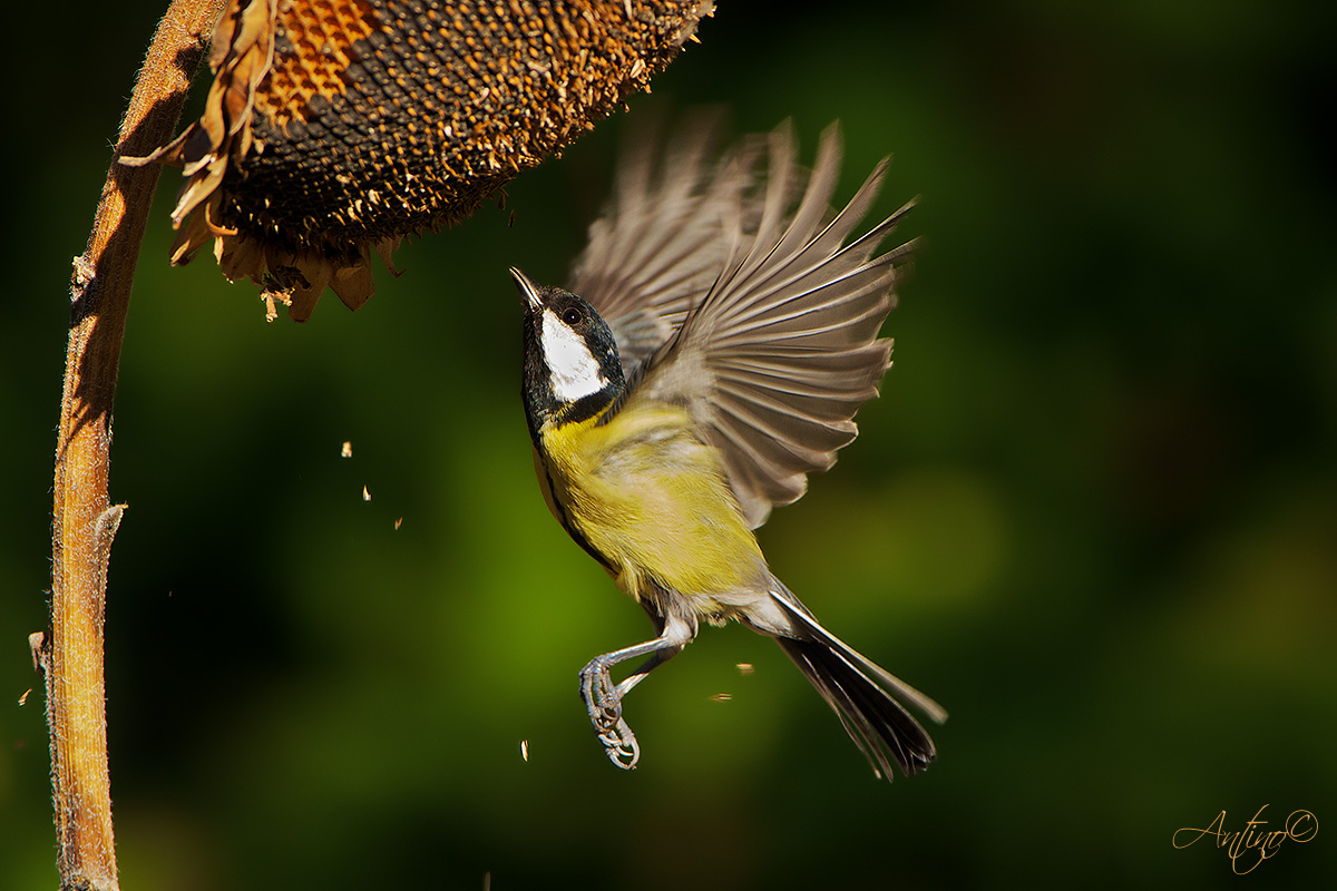 Great Tit