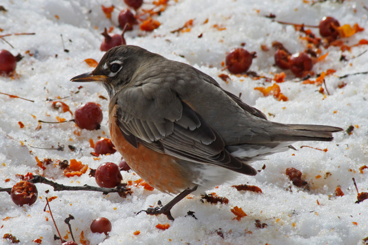 Winter robin