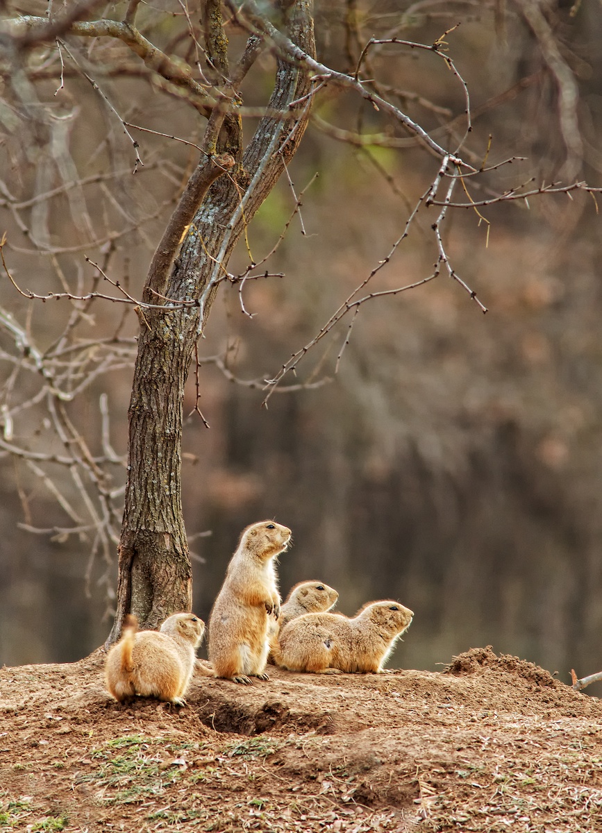 Prairie Dogs