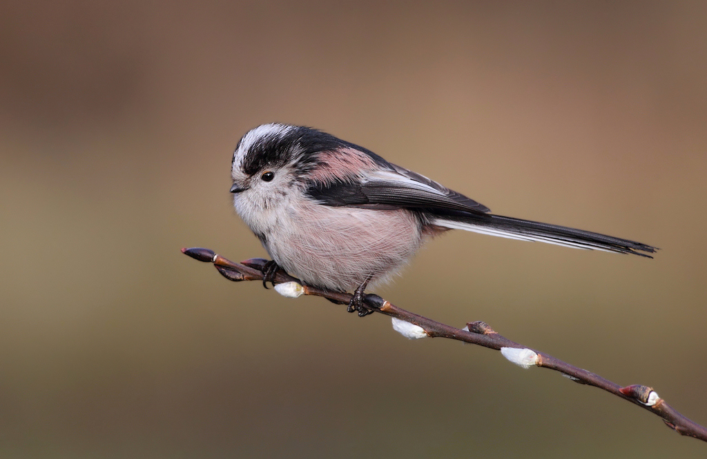 Long Tailed Tit
