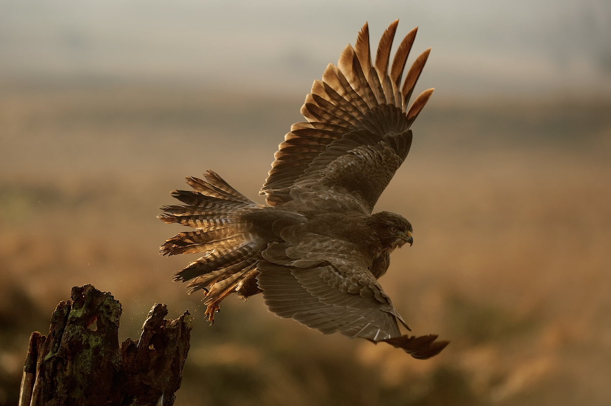Buzzard taking off