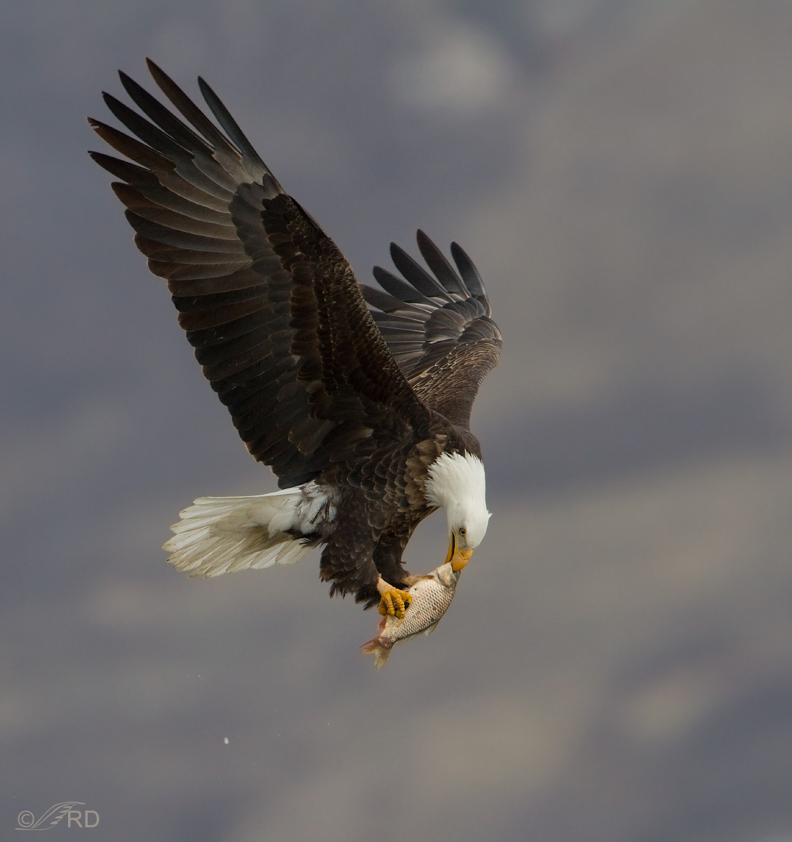 Avian - 1st Place Winner